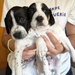 Bob_Gus_IMG-20251027-WA0004