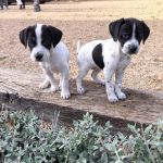 Bob_Gus_img-20251108-wa0104