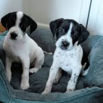 Bob_Gus_IMG-20251112-WA0039