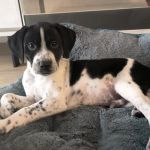 Bob_IMG-20251118-WA0023