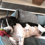 Bob_IMG-20251118-WA0024