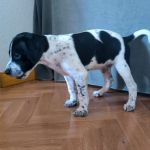 Bob_IMG-20251118-WA0067