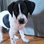 Bob_IMG-20251118-WA0068