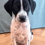 Bob_IMG-20251118-WA0086