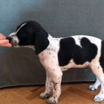 Bob_IMG-20251118-WA0087