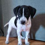 Bob_IMG-20251118-WA0089