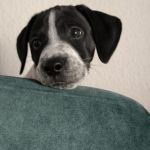 Bob_img-20251120-wa0069