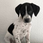 Bob_img-20251120-wa0072