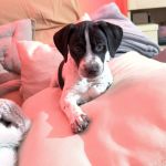 Bob_img-20251120-wa0074