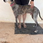 Bruno_IMG_0247