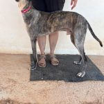 Bruno_IMG_0248