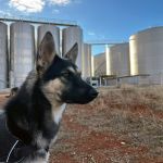 Canijo_img-20251108-wa0048