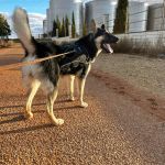 Canijo_img-20251108-wa0051