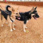 Canijo_IMG_20251115_121202