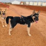 Canijo_IMG_20251115_121223