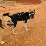 Canijo_IMG_20251115_121231