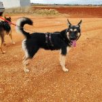 Canijo_IMG_20251115_121237_1