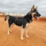 Canijo_IMG_20251115_121302