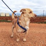 Caramelo_IMG_20260124_1132537