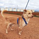 Caramelo_IMG_20260124_113301