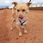 Caramelo_IMG_20260124_113305