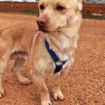 Caramelo_IMG_20260124_113314