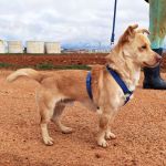 Caramelo_IMG_20260124_113324