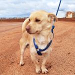 Caramelo_IMG_20260124_113401