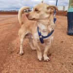 Caramelo_IMG_20260124_113405