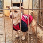 Caramelo_IMG_20260124_115152