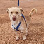 Caramelo_IMG_20260124_191034