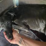 Carmen_521470405_n