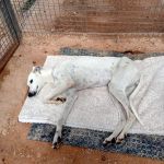 Charlie_Image 2025-05-10