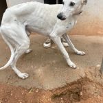 Charlie_IMG_2857