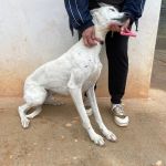 Charlie_IMG_2859