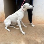 Charlie_IMG_2865