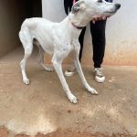 Charlie_IMG_2866