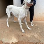 Charlie_IMG_2867