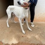 Charlie_IMG_2868