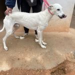 Charlie_IMG_2873