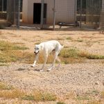 Charlie_IMG_6512