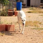 Charlie_IMG_6518