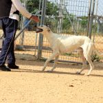 Charlie_IMG_6519