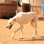 Charlie_IMG_6525