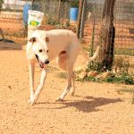 Charlie_IMG_6530