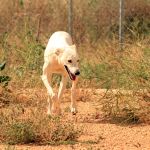 Charlie_IMG_6535