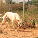 Charlie_IMG_6536