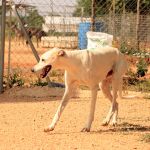 Charlie_IMG_6538