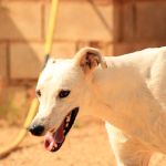 Charlie_IMG_6541