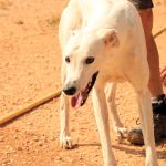 Charlie_IMG_6543